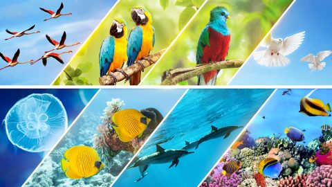 hari kelima tuhan menciptakan,hari ke 5 tuhan menciptakan